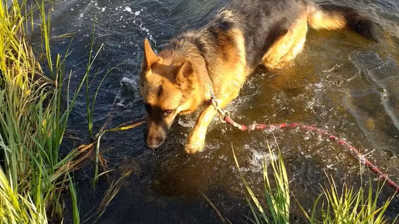 Skyline Dog Park/ Kids Fishing Pond - Butte, MT