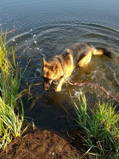 Skyline Dog Park/ Kids Fishing Pond - Butte, MT