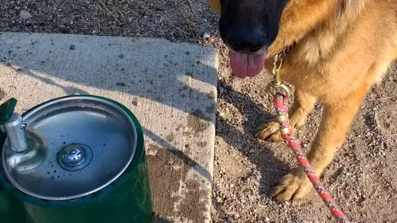 Skyline Dog Park/ Kids Fishing Pond - Butte, MT