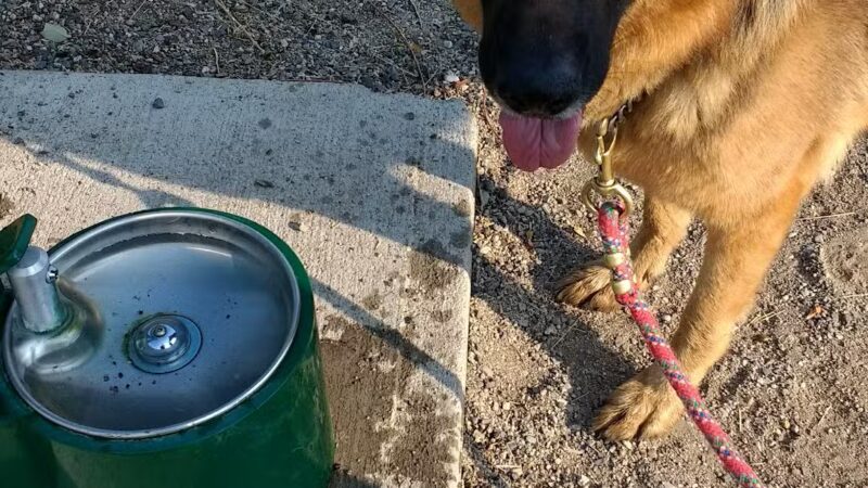 Skyline Dog Park/ Kids Fishing Pond - Butte, MT