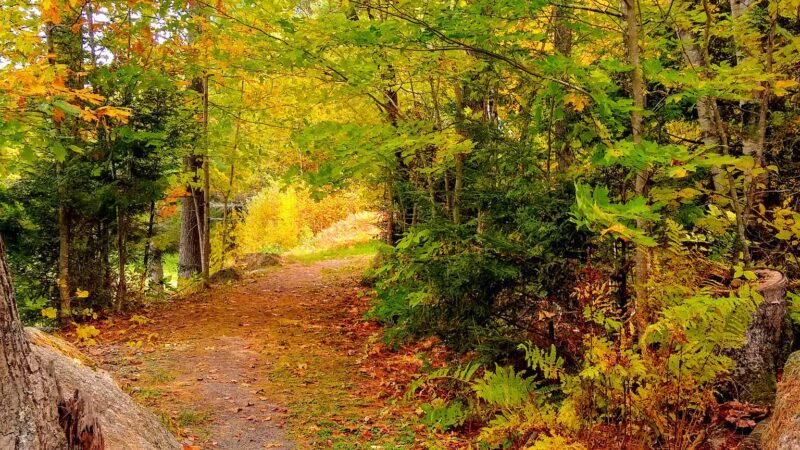 Lake George Regional Park HQ - Canaan, ME