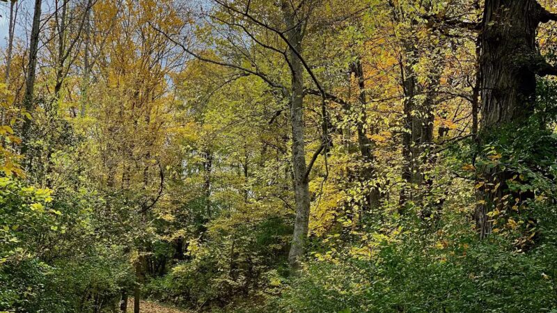 Remington Recreation Trail - Canton, NY