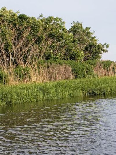 Hackensack Meadowlands Conservation and Wildlife Area - Carlstadt, NJ