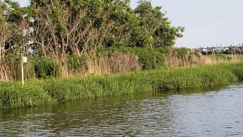 Hackensack Meadowlands Conservation and Wildlife Area - Carlstadt, NJ