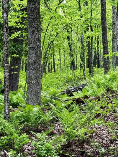 Carlton Trail - Carlton, MN