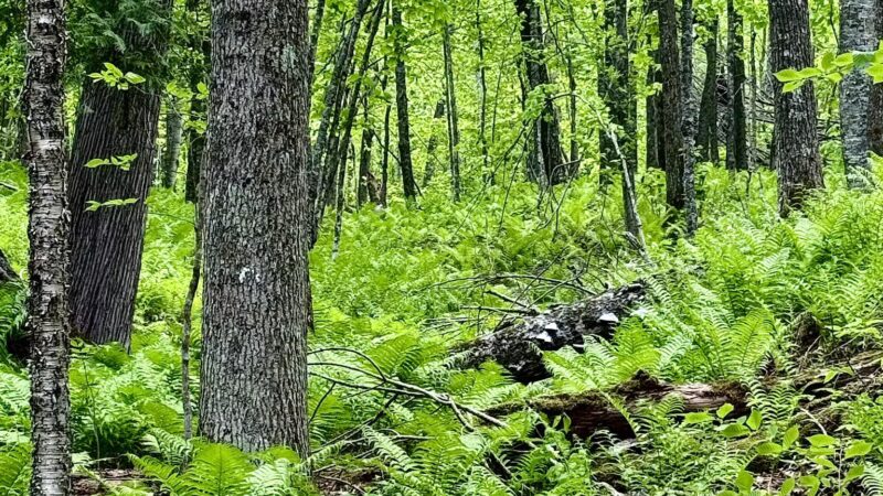 Carlton Trail - Carlton, MN