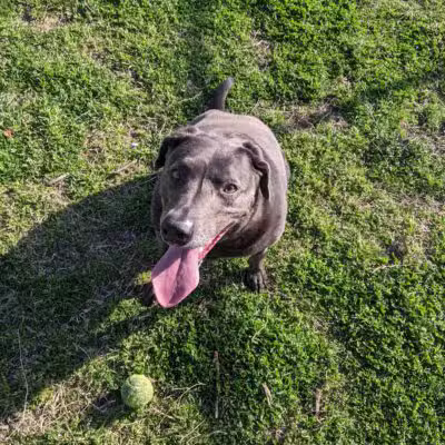 McInnish Dog Park - Carrollton, TX