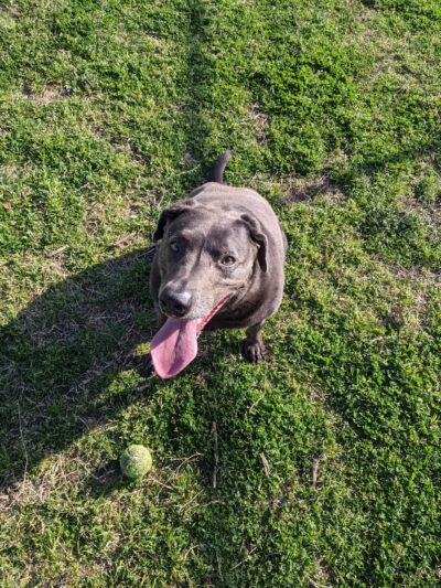 McInnish Dog Park - Carrollton, TX