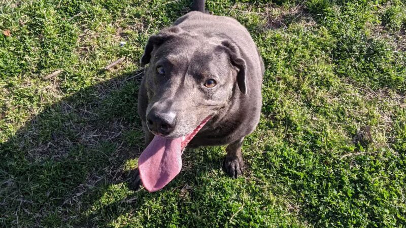 McInnish Dog Park - Carrollton, TX