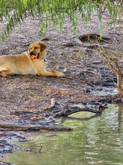 McInnish Dog Park - Carrollton, TX