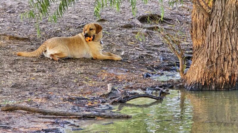 McInnish Dog Park - Carrollton, TX
