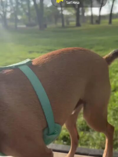 McInnish Dog Park - Carrollton, TX