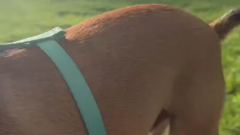 McInnish Dog Park - Carrollton, TX