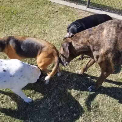 Rosemeade Dog Park - Carrollton, TX