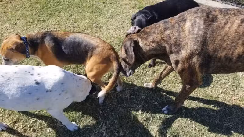 Rosemeade Dog Park - Carrollton, TX