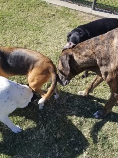 Rosemeade Dog Park - Carrollton, TX