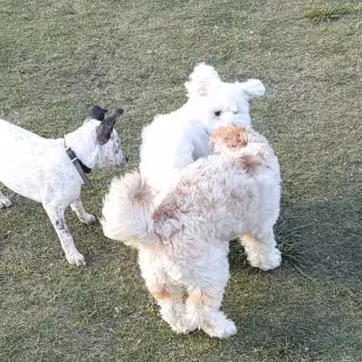 Rosemeade Dog Park - Carrollton, TX