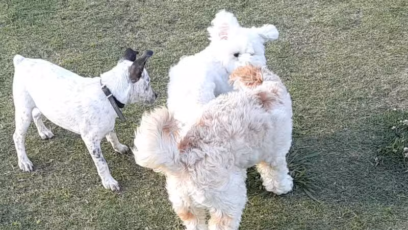 Rosemeade Dog Park - Carrollton, TX