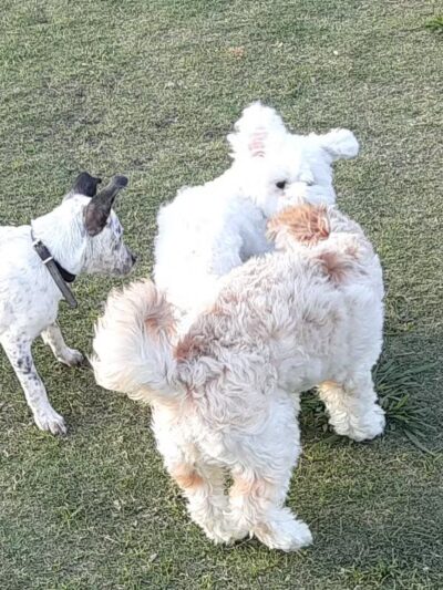 Rosemeade Dog Park - Carrollton, TX