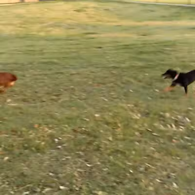 Rosemeade Dog Park - Carrollton, TX