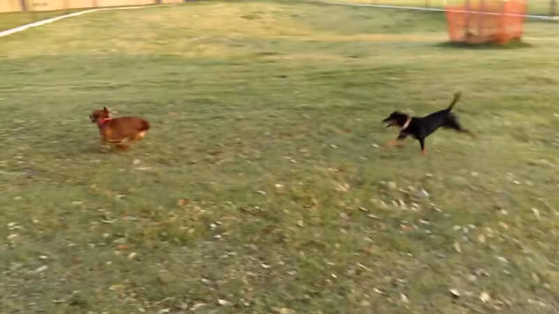 Rosemeade Dog Park - Carrollton, TX