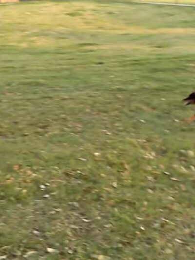 Rosemeade Dog Park - Carrollton, TX