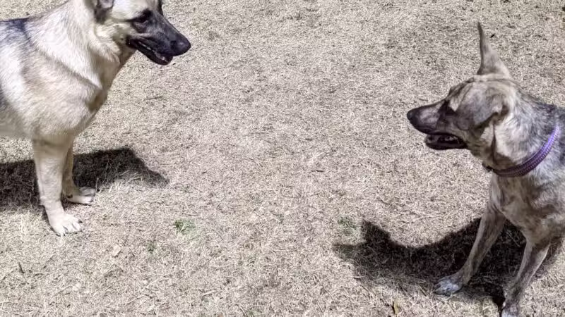 Rosemeade Dog Park - Carrollton, TX
