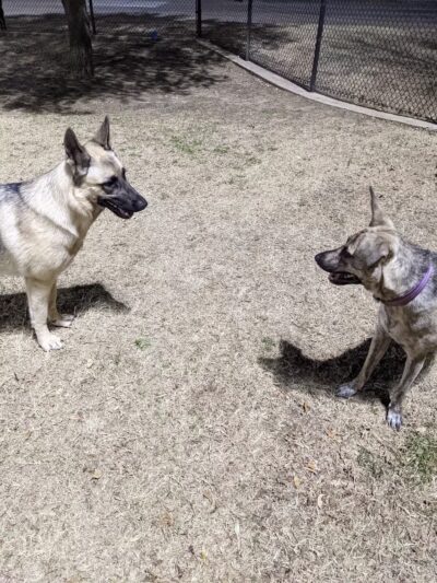 Rosemeade Dog Park - Carrollton, TX