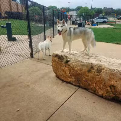 Rosemeade Dog Park - Carrollton, TX