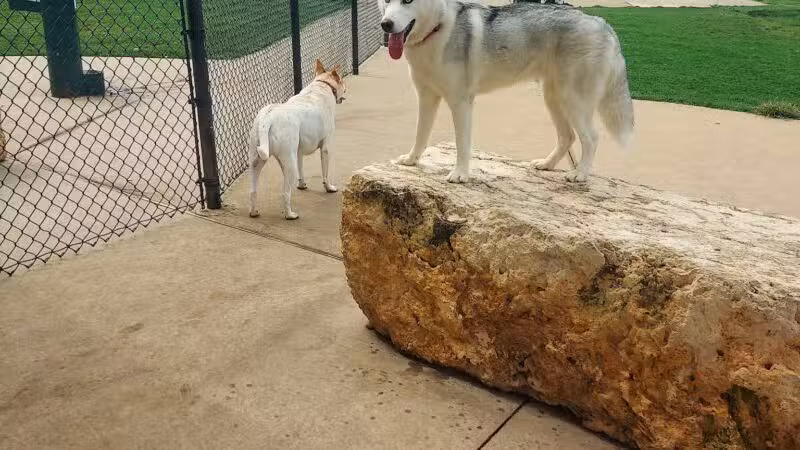 Rosemeade Dog Park - Carrollton, TX