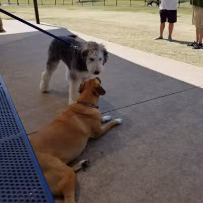 Rosemeade Dog Park - Carrollton, TX