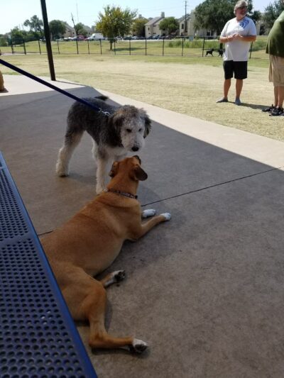 Rosemeade Dog Park - Carrollton, TX