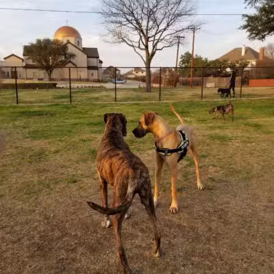 Rosemeade Dog Park - Carrollton, TX