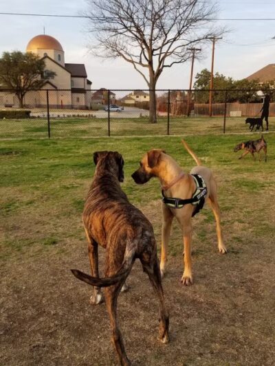 Rosemeade Dog Park - Carrollton, TX