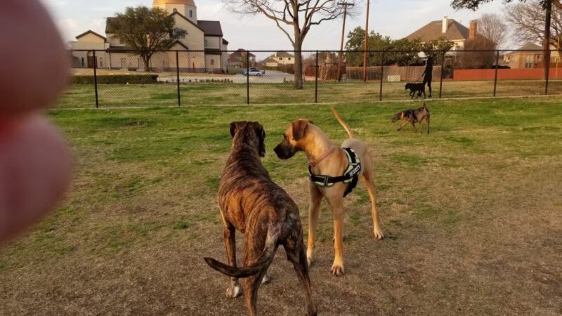 Rosemeade Dog Park - Carrollton, TX