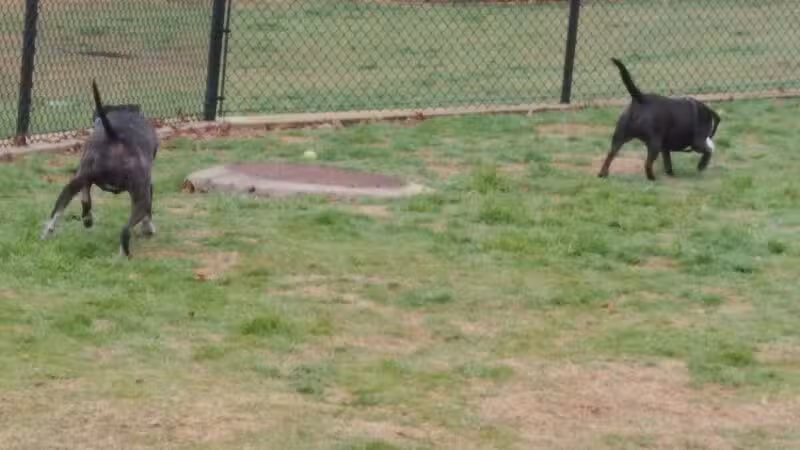 Rosemeade Dog Park - Carrollton, TX