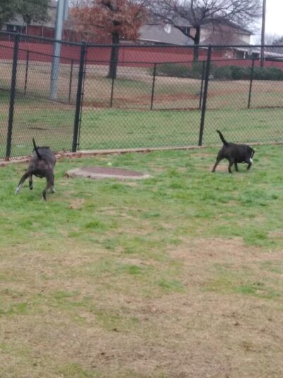 Rosemeade Dog Park - Carrollton, TX