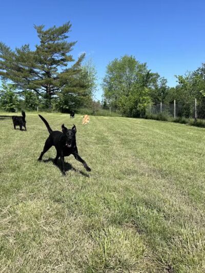 Celebrity Kennels - ,