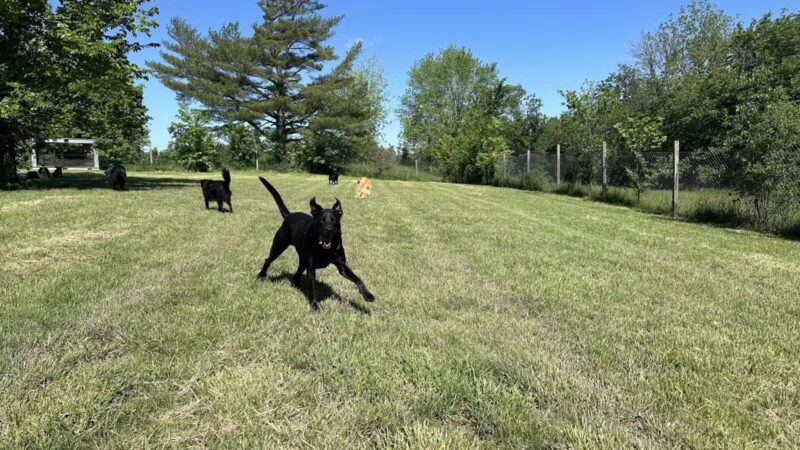 Celebrity Kennels - ,