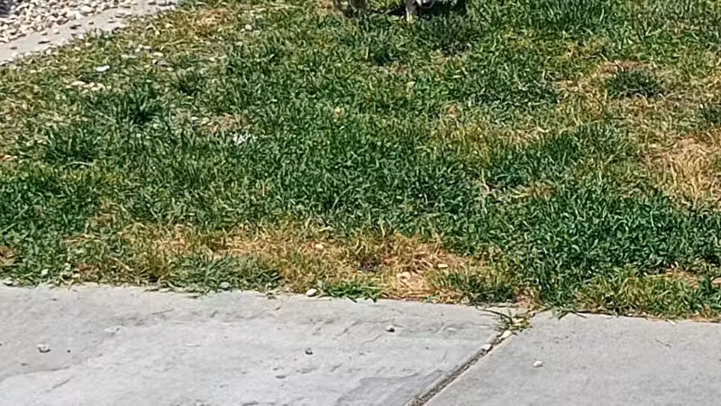 Ceres Dog Park - Ceres, CA