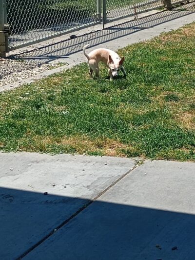 Ceres Dog Park - Ceres, CA