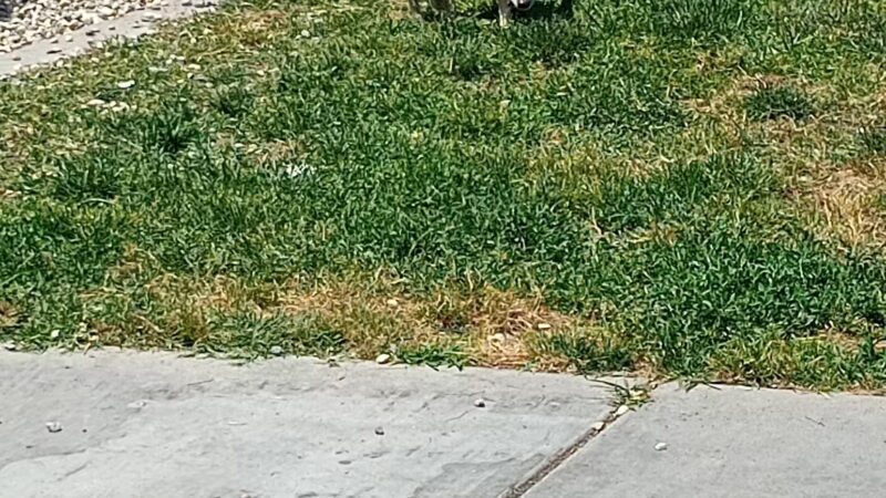 Ceres Dog Park - Ceres, CA