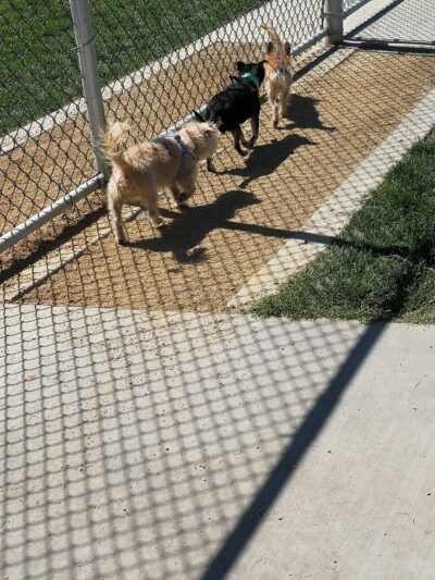 Ceres Dog Park - Ceres, CA