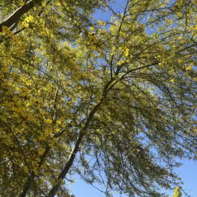 Ceres Dog Park - Ceres, CA