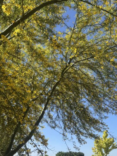 Ceres Dog Park - Ceres, CA