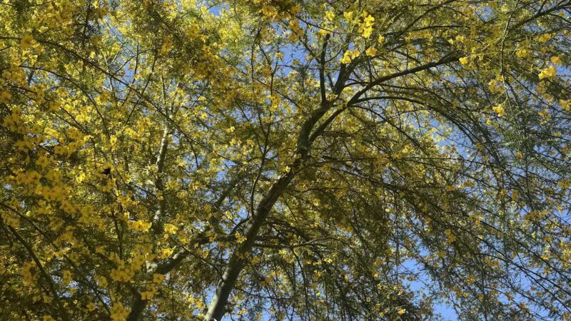 Ceres Dog Park - Ceres, CA