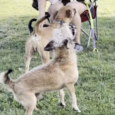 Neel Park - Ceres, CA