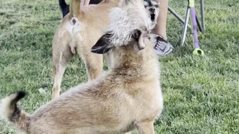 Neel Park - Ceres, CA