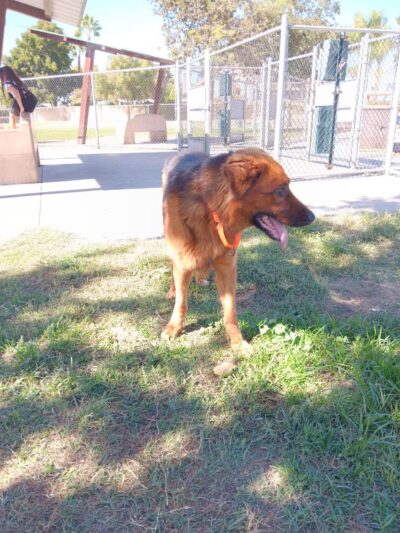 Neel Park - Ceres, CA