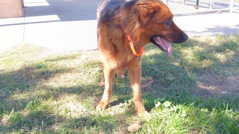 Neel Park - Ceres, CA